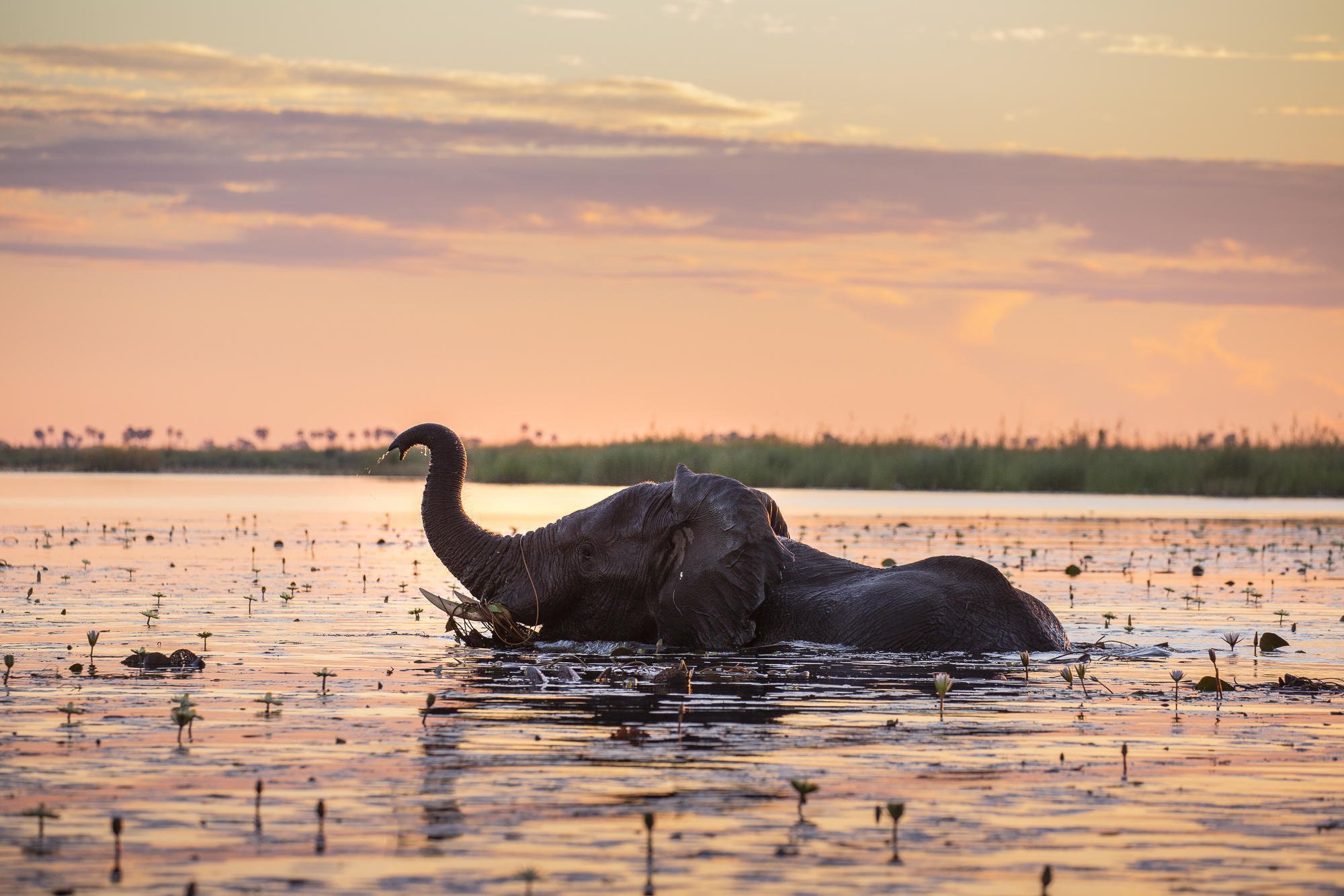 Botswana Safaris