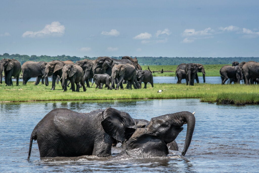 Chobe National Park - A Safari Guide - Snyman Safaris