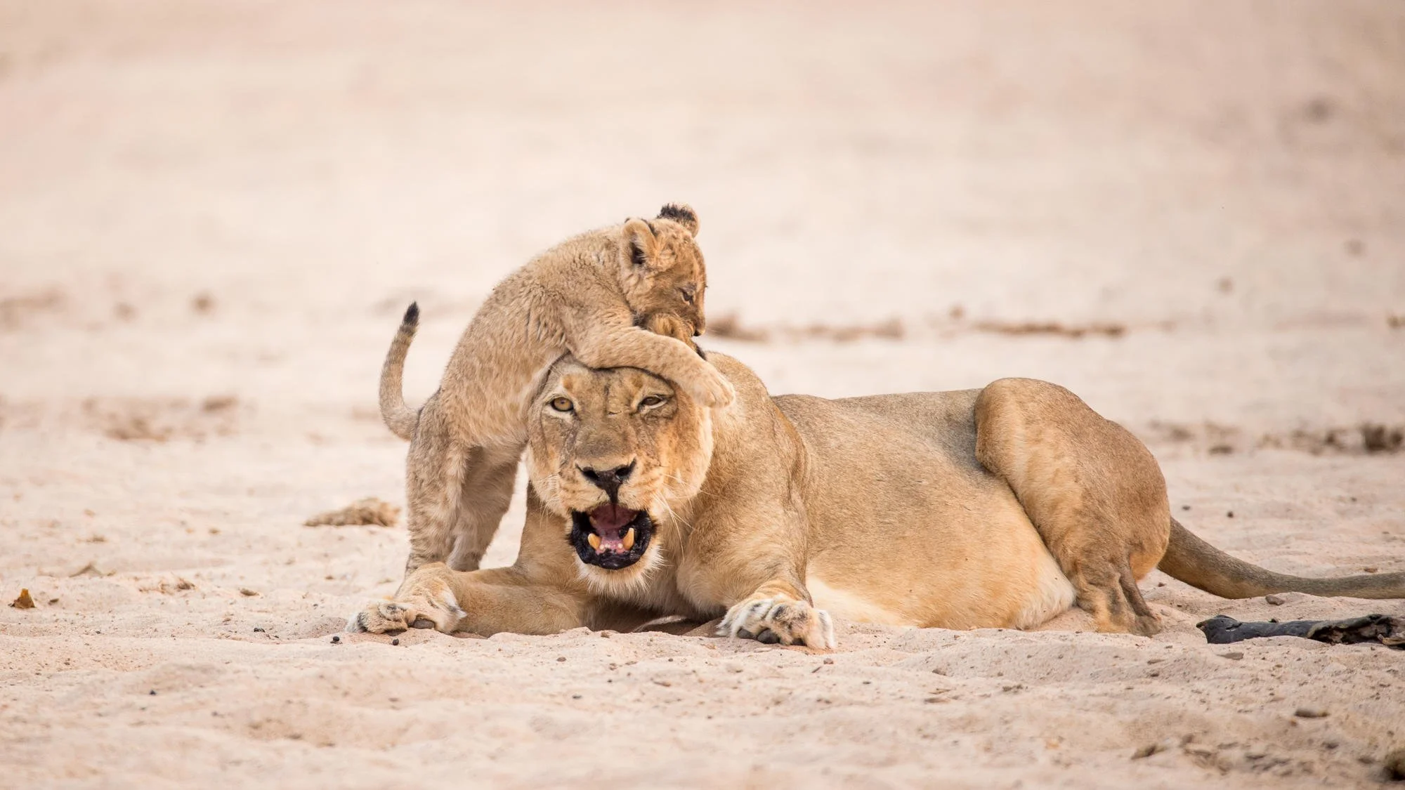 20 Best Bucket List Safaris in Africa