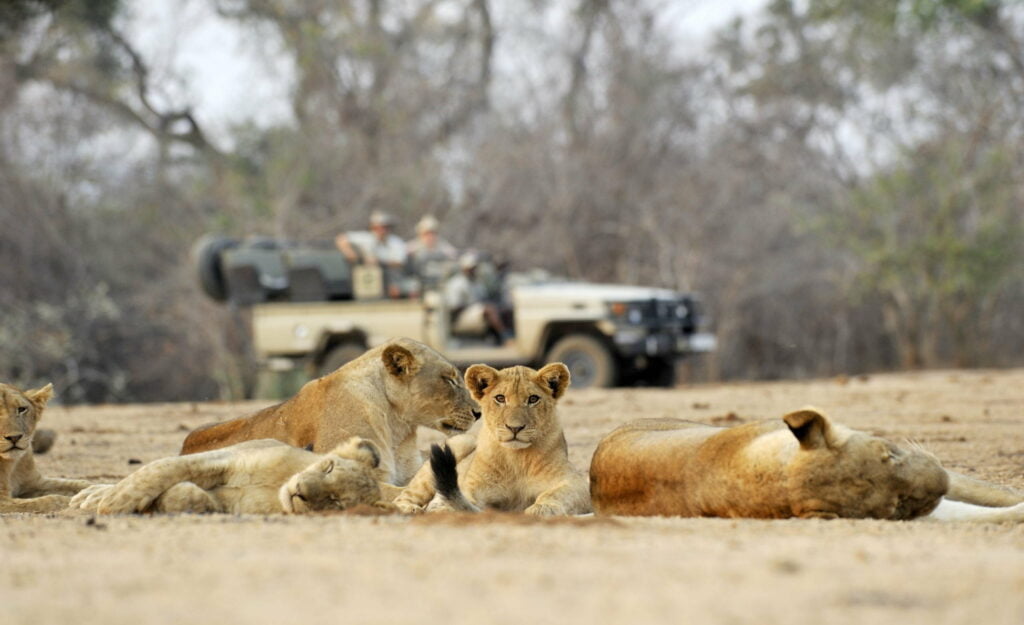 Is Zimbabwe a Good Safari Destination?