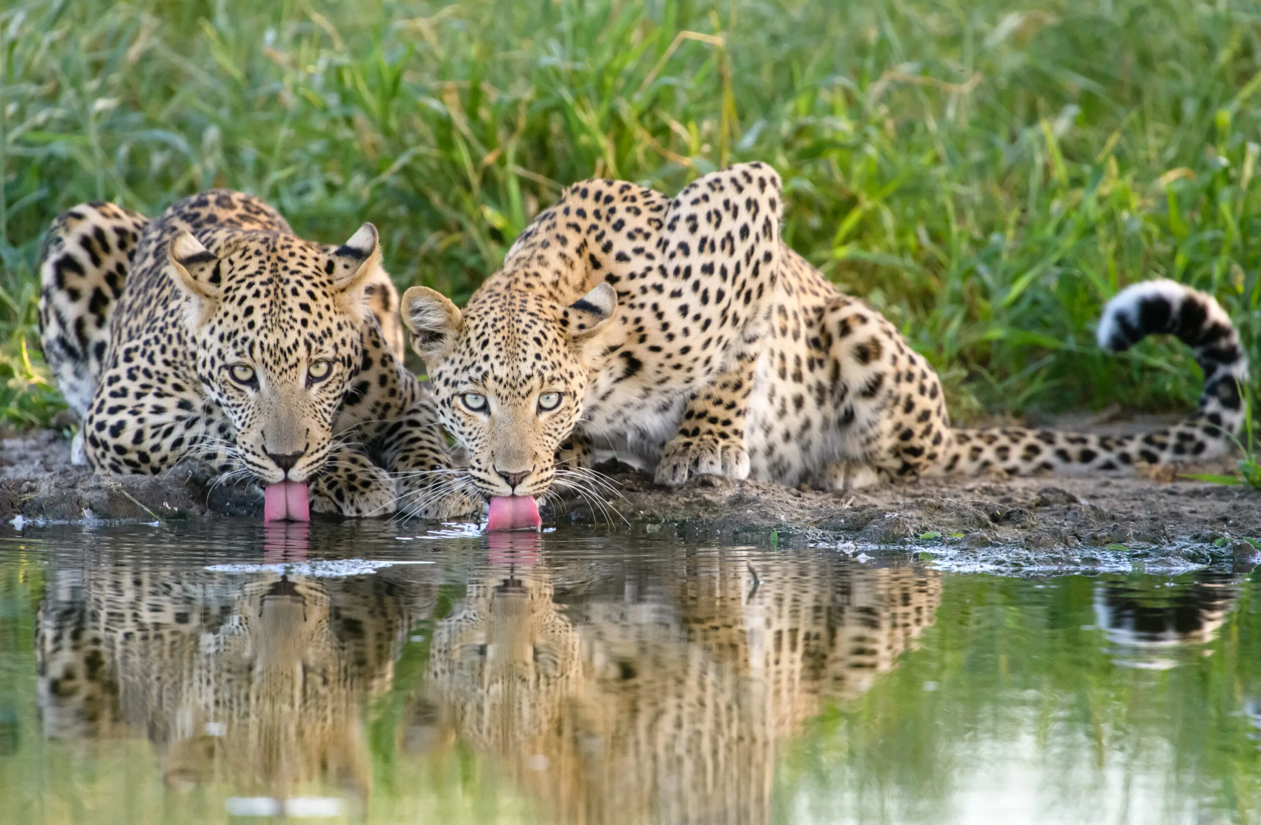 Snyman Safaris