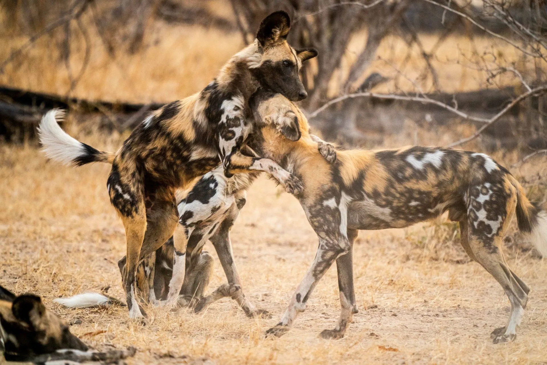 Top 7 Reasons You Must Visit South Luangwa National Park for a Memorable Safari Experience
