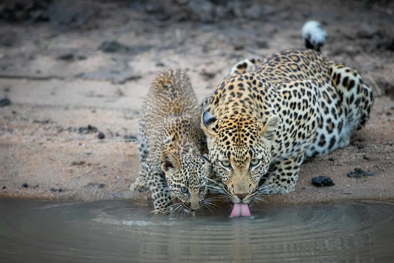 Private Reserves, Sabi Sand