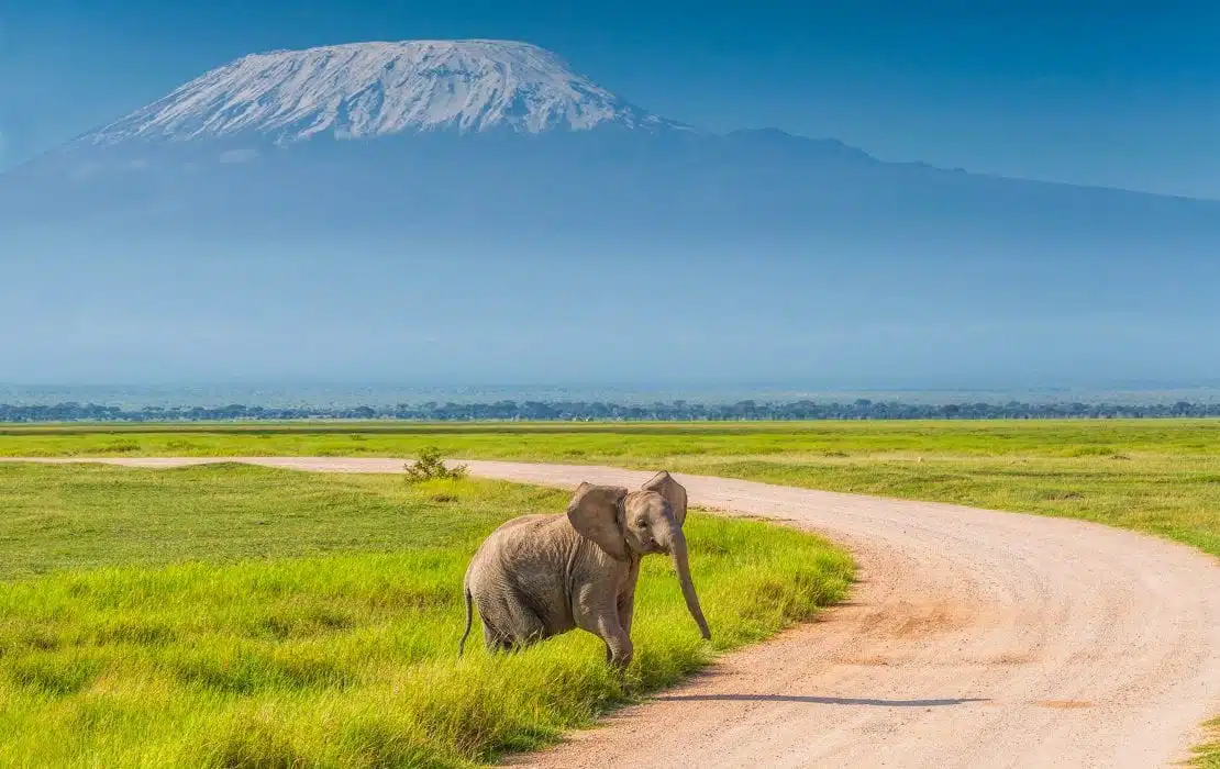 feature image Amboseli
