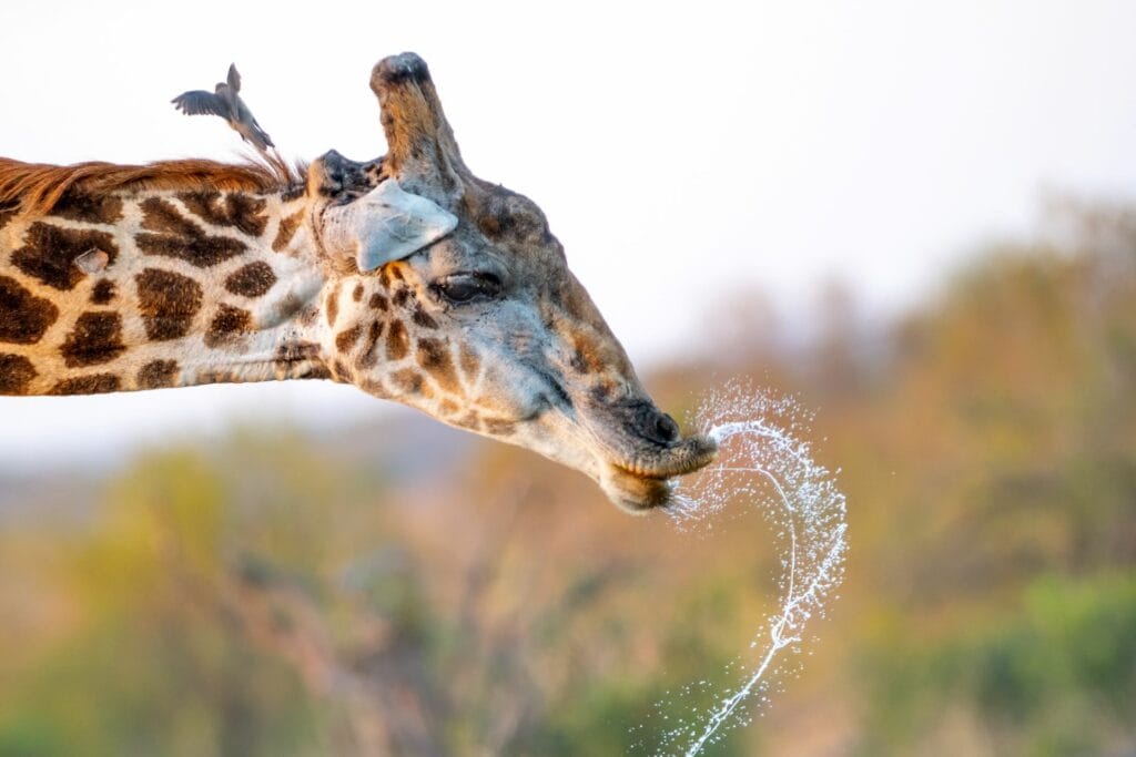 Kruger National Park Private Reserves