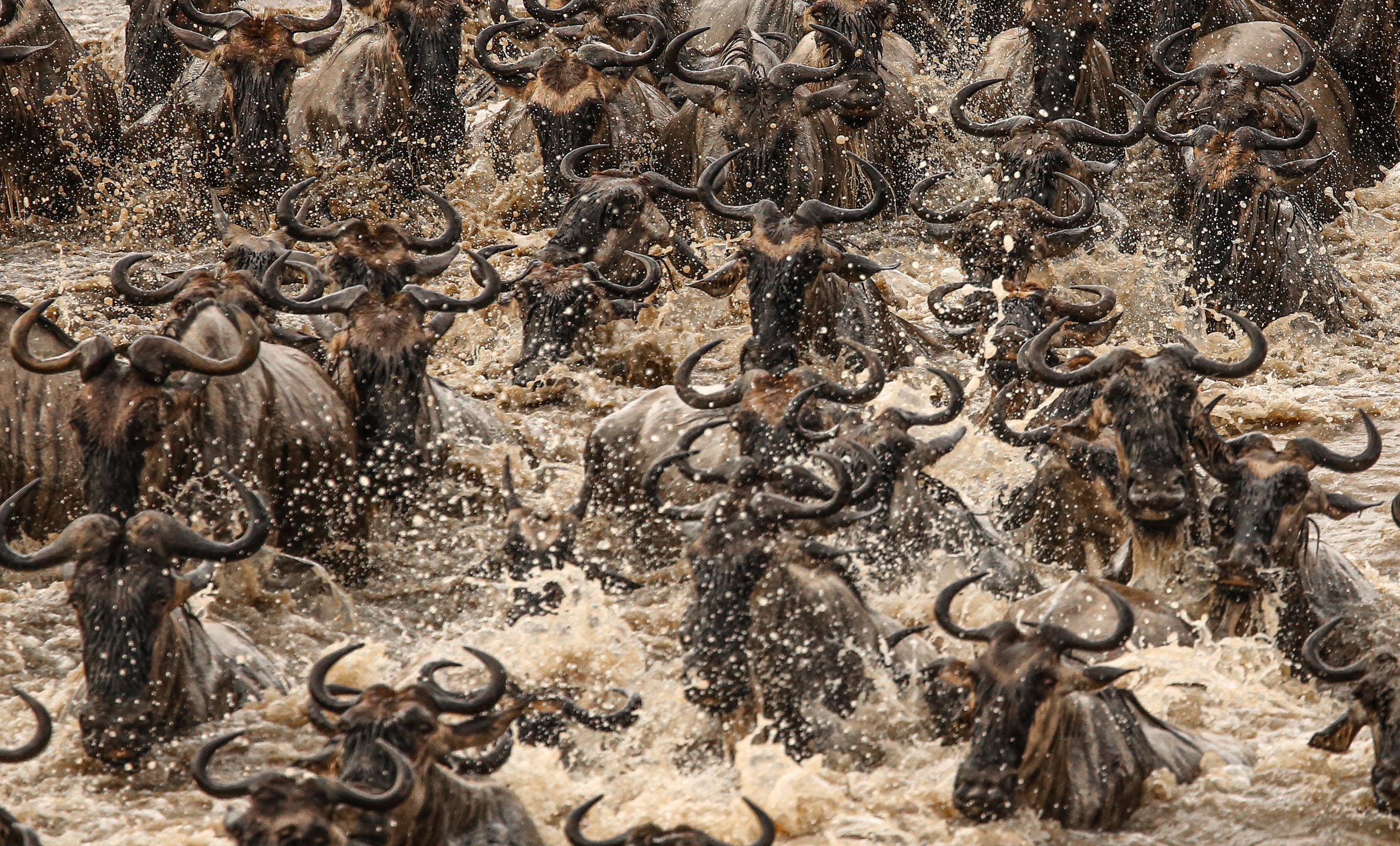 Serengeti Migration