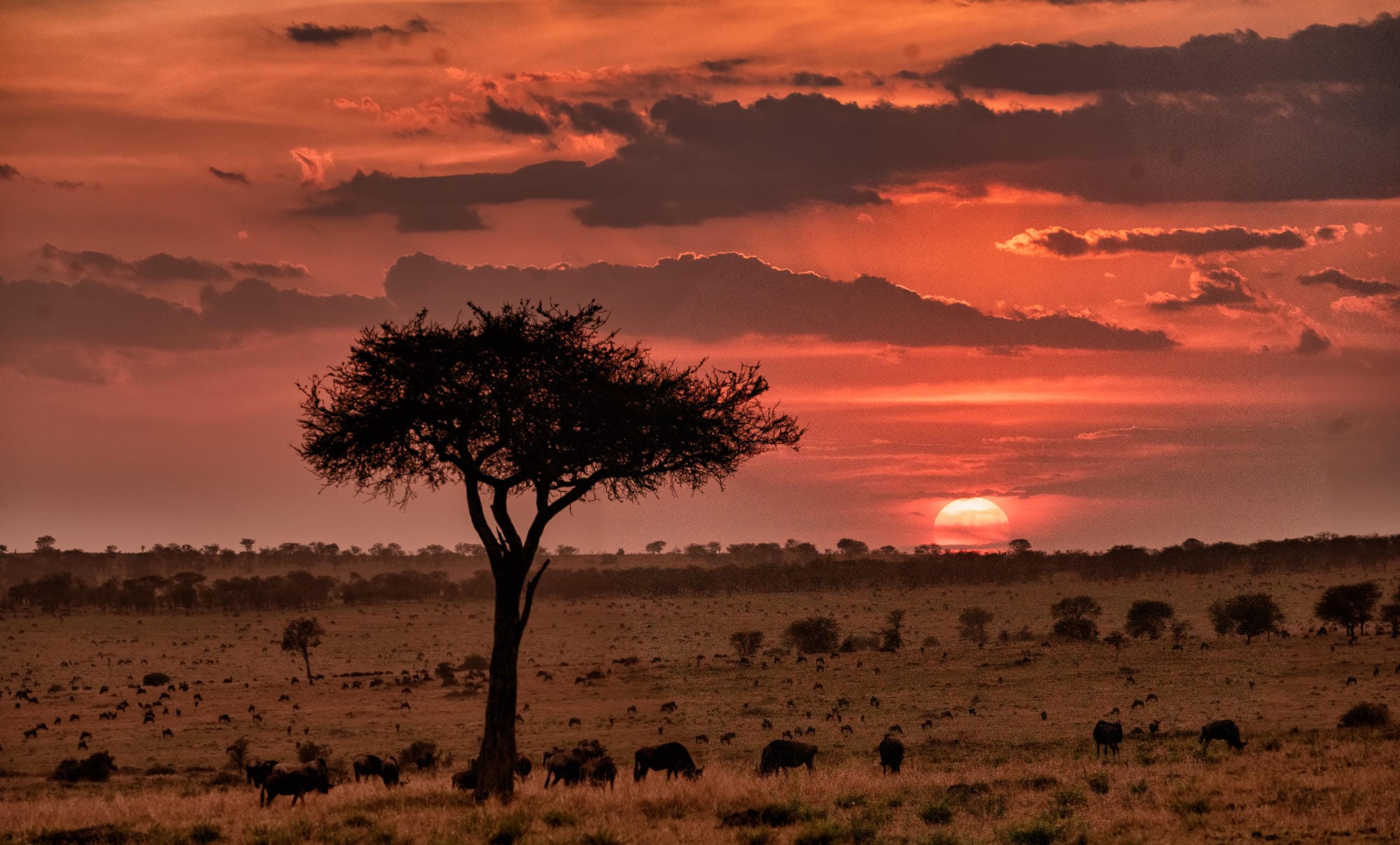 Serengeti Migration