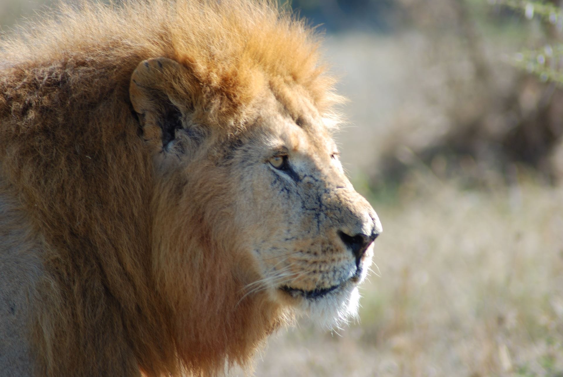 Cape Town Kruger Vic Falls