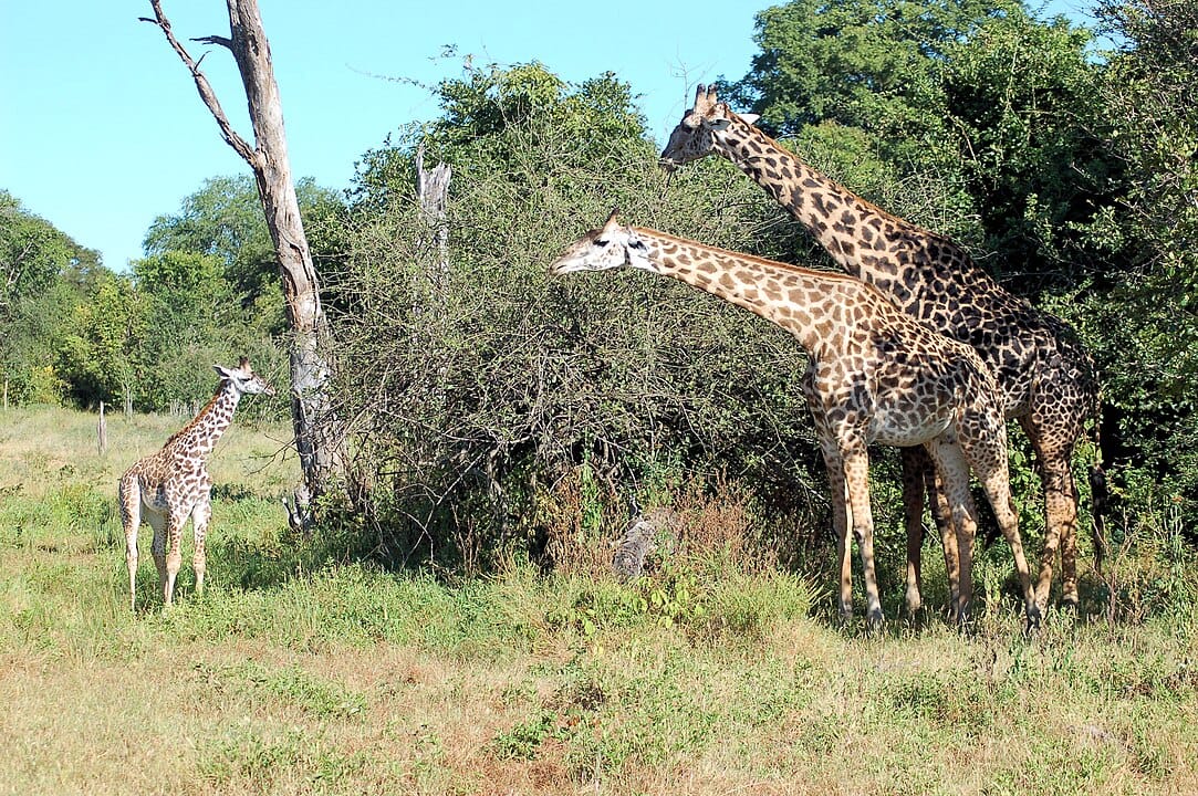 Thornicroft's giraffe