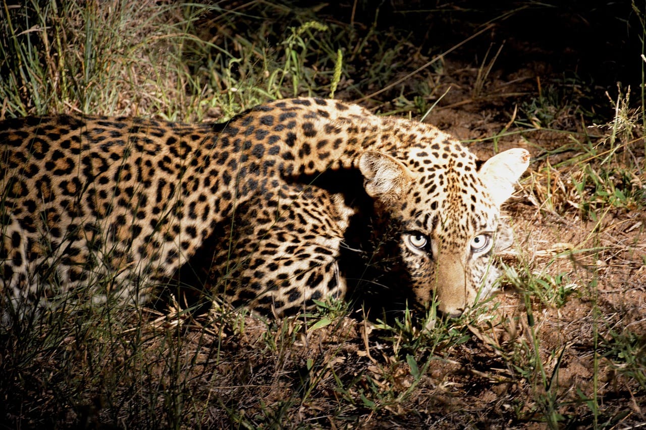 leopard night safari, Best Safari Activities to Experience in Africa