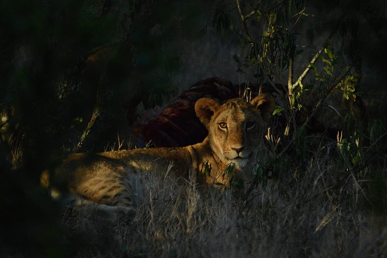 lion night safari