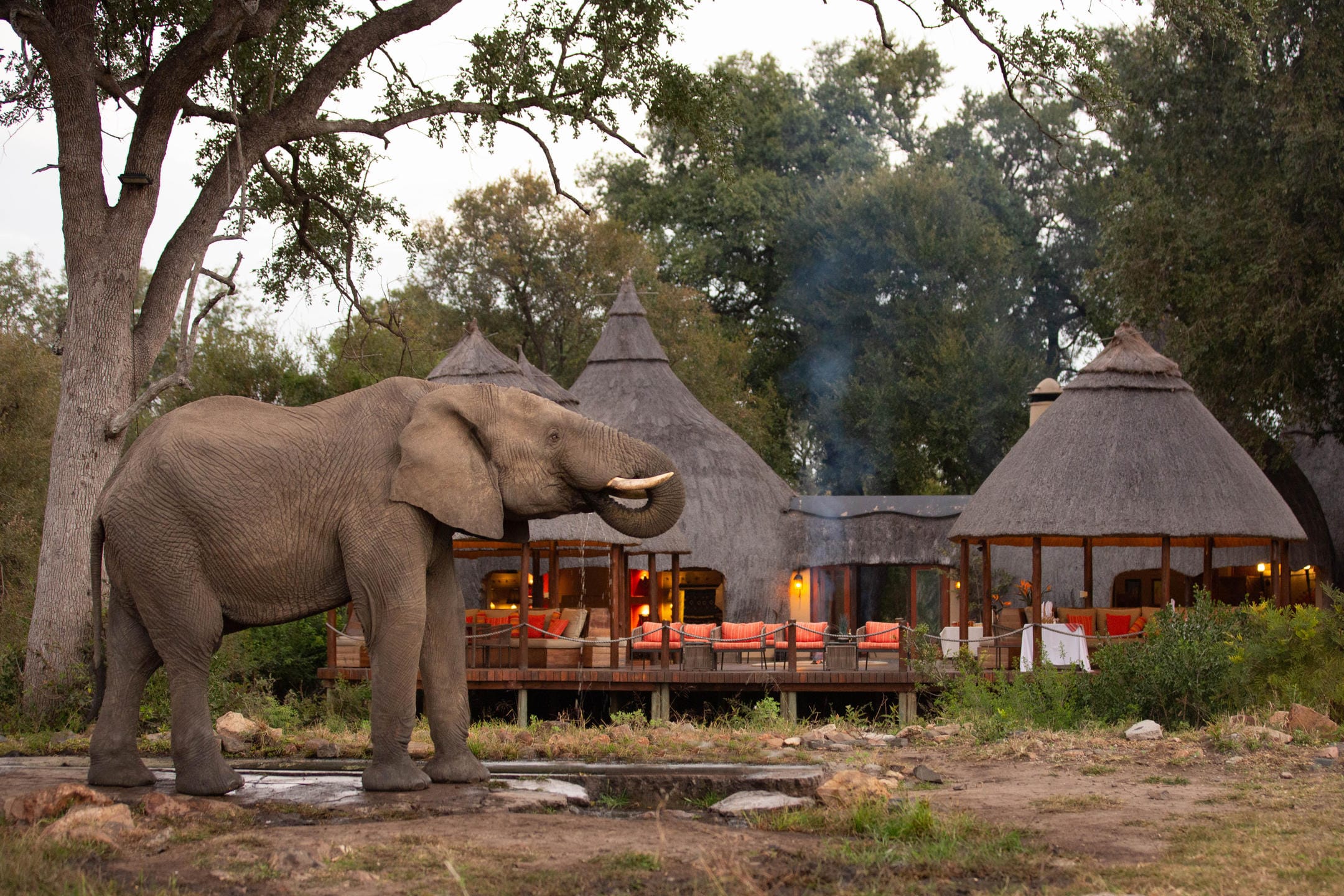 South Africa Safaris discover Kruger, Sabi Sands, and private reserves with Big Five sightings